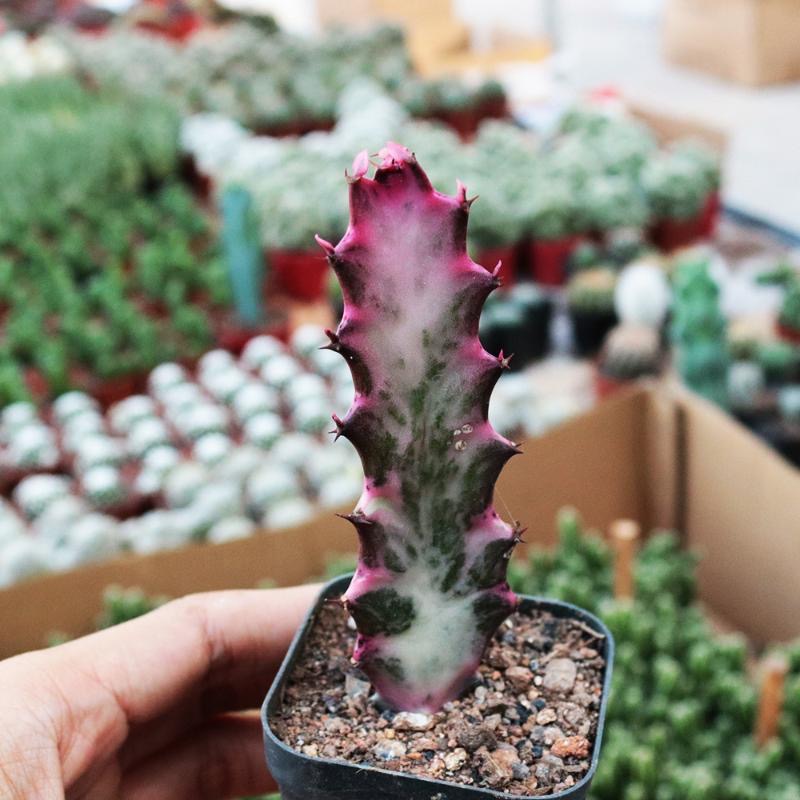 8-10cm Euphorbia trigona Rubra