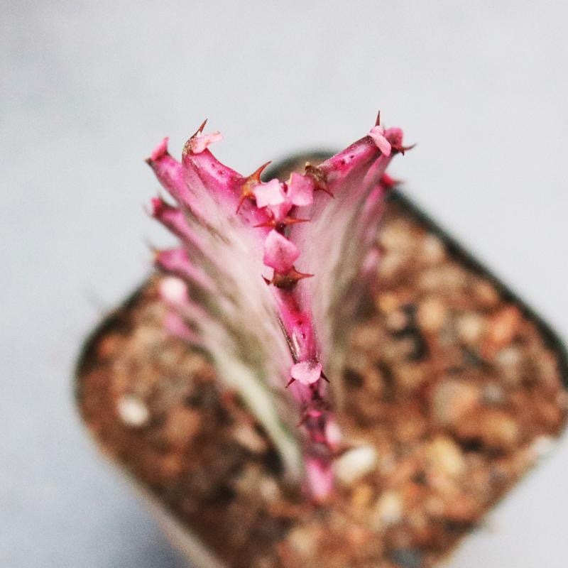 8-10cm Euphorbia trigona Rubra