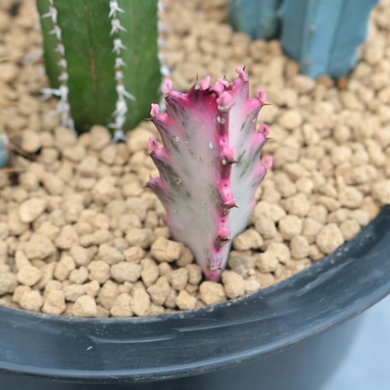 8-10cm Euphorbia trigona Rubra