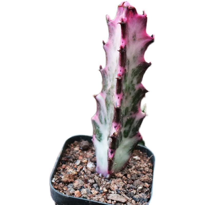 8-10cm Euphorbia trigona Rubra