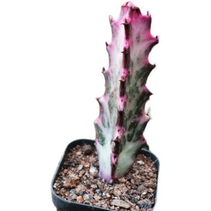 8-10cm Euphorbia trigona Rubra