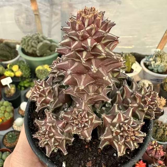4-10cm Euphorbia guentheri