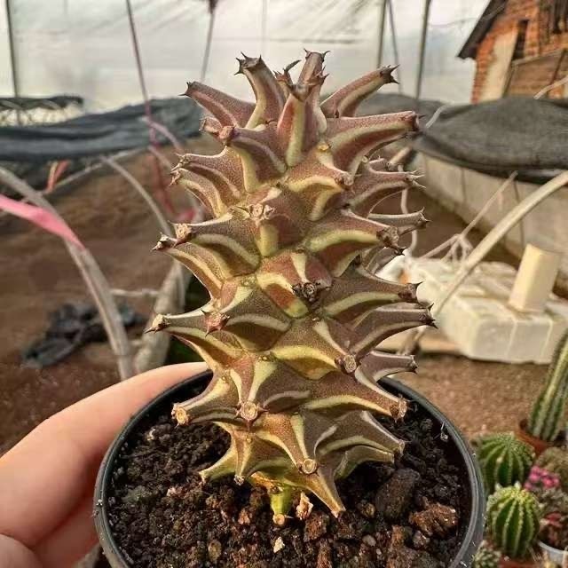 4-10cm Euphorbia guentheri