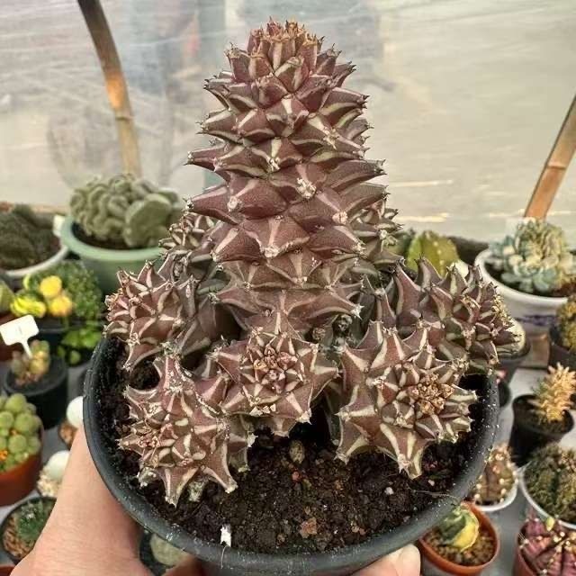 4-10cm Euphorbia guentheri