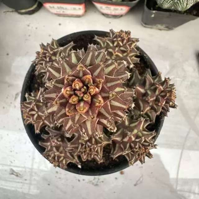 4-10cm Euphorbia guentheri