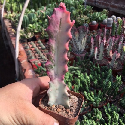 8-10cm Euphorbia trigona Rubra