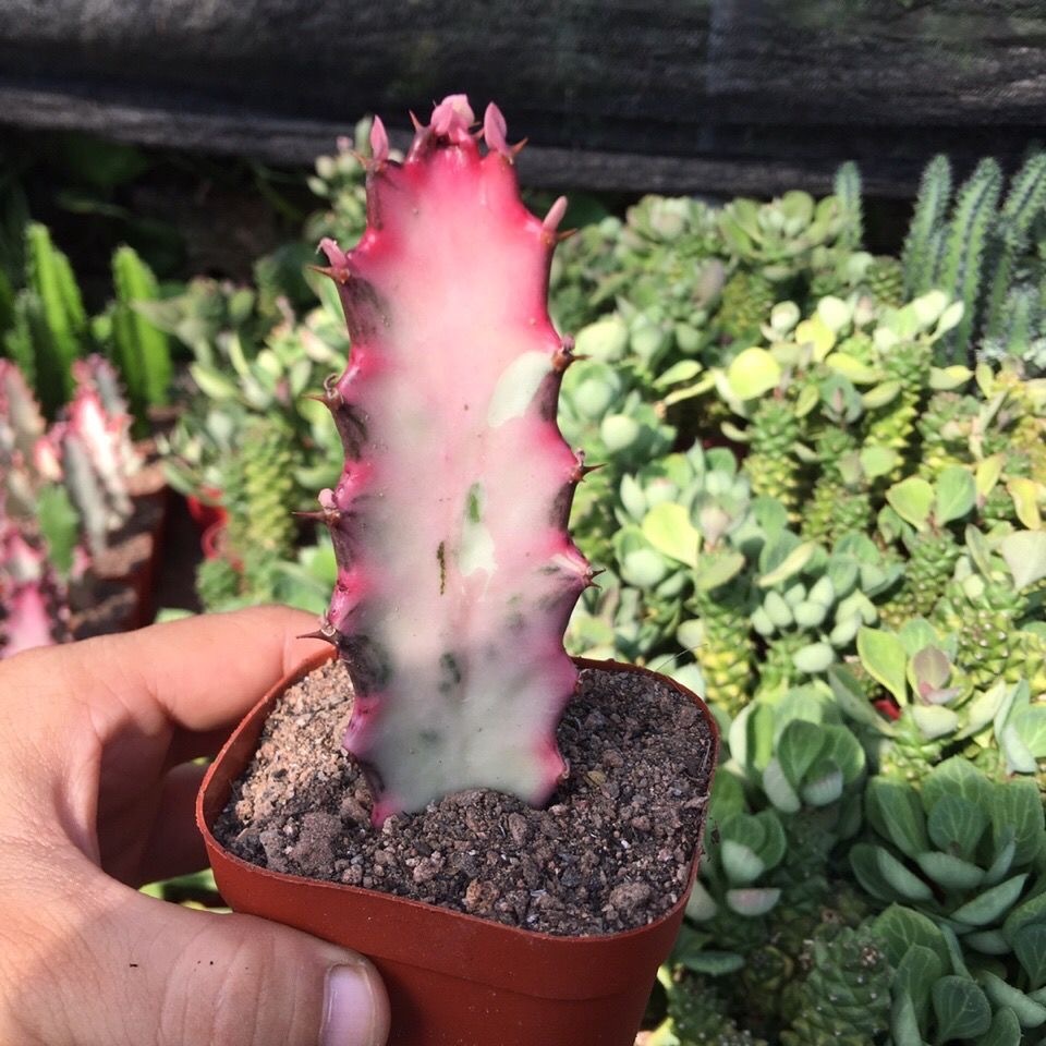 8-10cm Euphorbia trigona Rubra