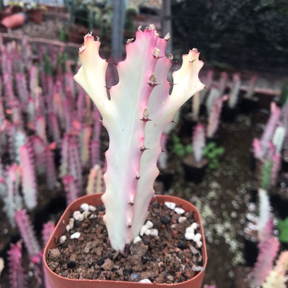 8-10cm Euphorbia trigona Rubra