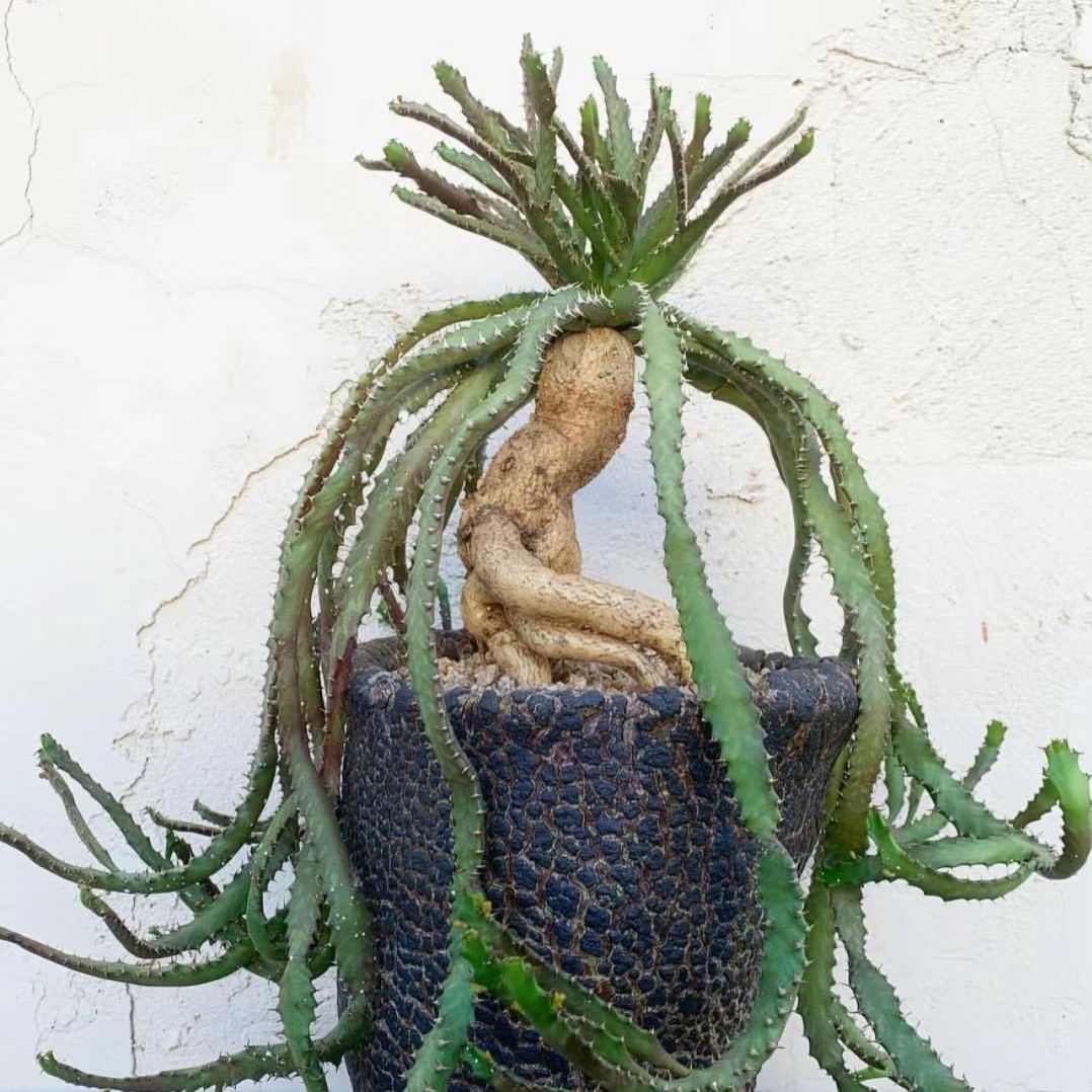 4-6cm Euphorbia stellata‌（Remove some leaves）