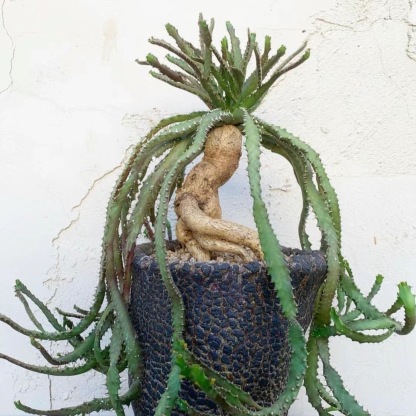 4-6cm Euphorbia stellata‌（Remove some leaves）