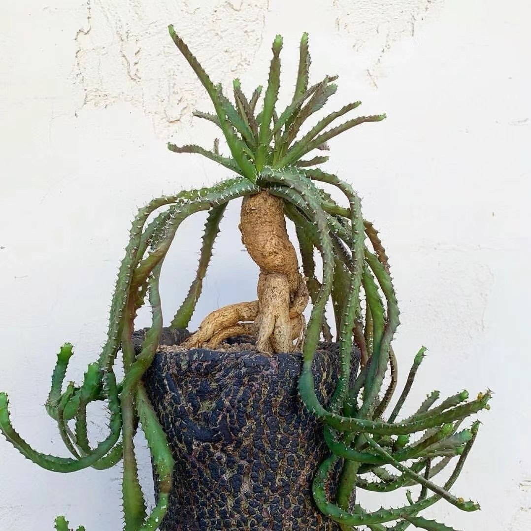 4-6cm Euphorbia stellata‌（Remove some leaves）