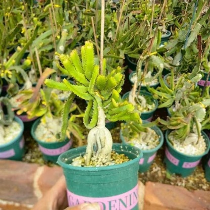 4-6cm Euphorbia stellata‌（Remove some leaves）