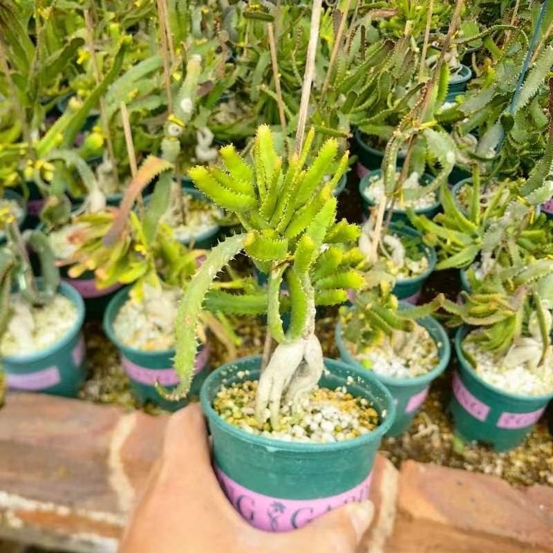4-6cm Euphorbia stellata‌（Remove some leaves）