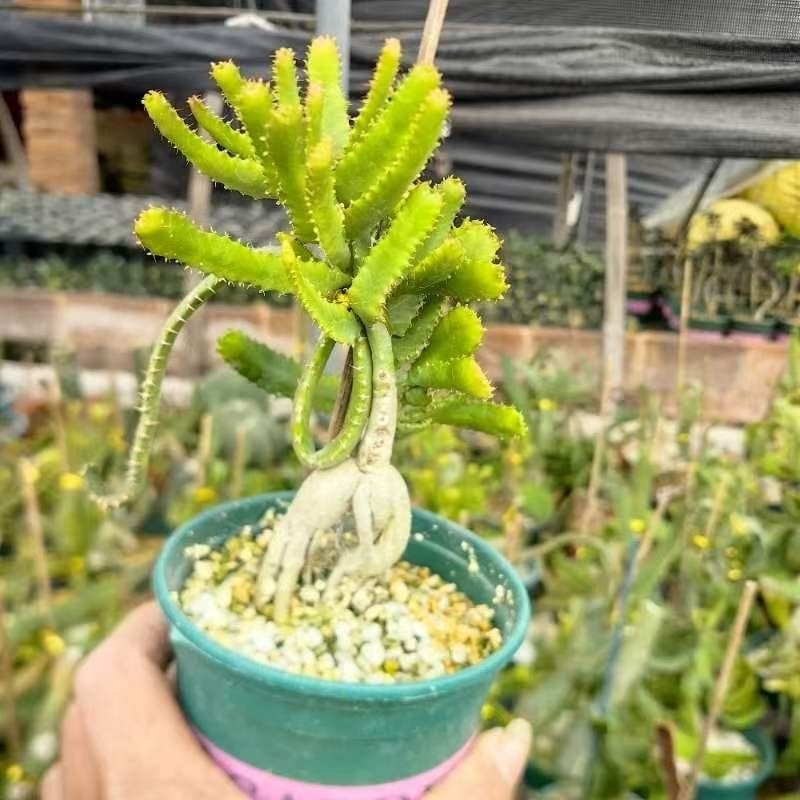 4-6cm Euphorbia stellata‌（Remove some leaves）