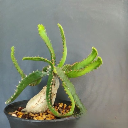 4-6cm Euphorbia stellata‌（Remove some leaves）