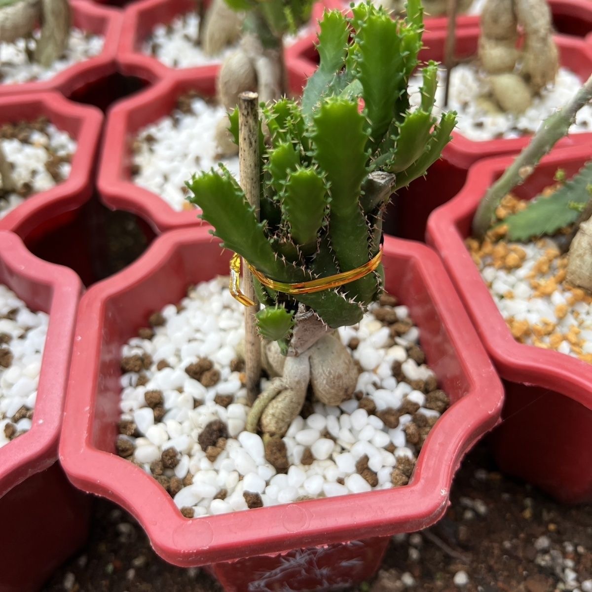 4-6cm Euphorbia stellata‌（Remove some leaves）