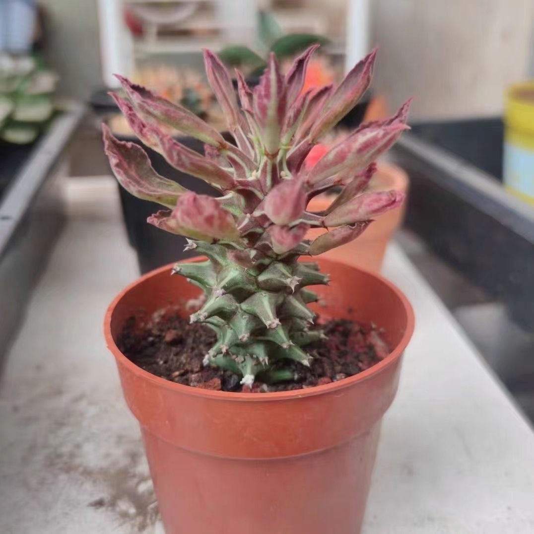 4-10cm Euphorbia guentheri