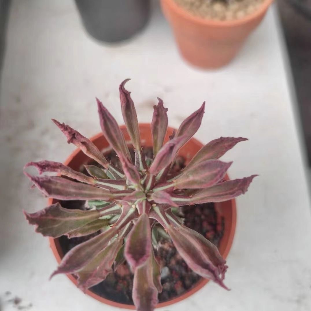 4-10cm Euphorbia guentheri