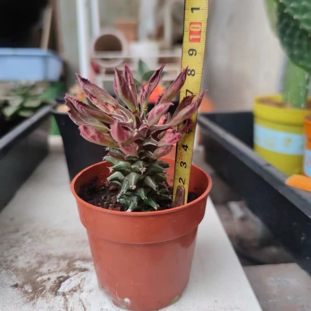 4-10cm Euphorbia guentheri