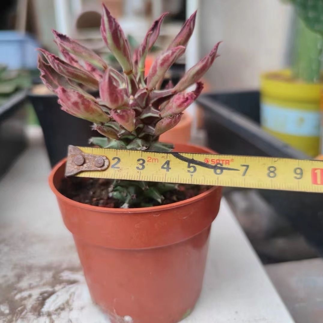 4-10cm Euphorbia guentheri