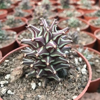 4-10cm Euphorbia guentheri