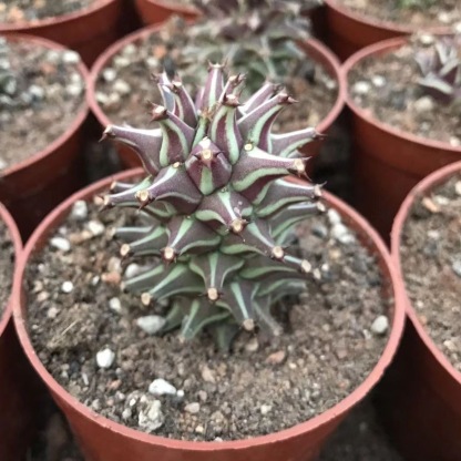 4-10cm Euphorbia guentheri