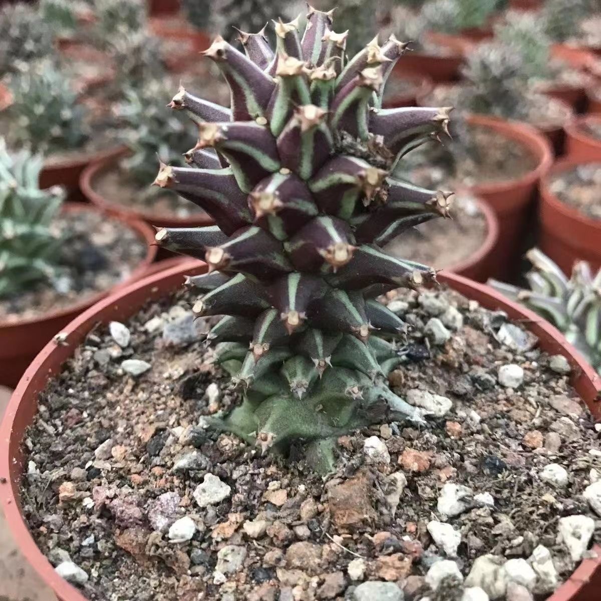 4-10cm Euphorbia guentheri