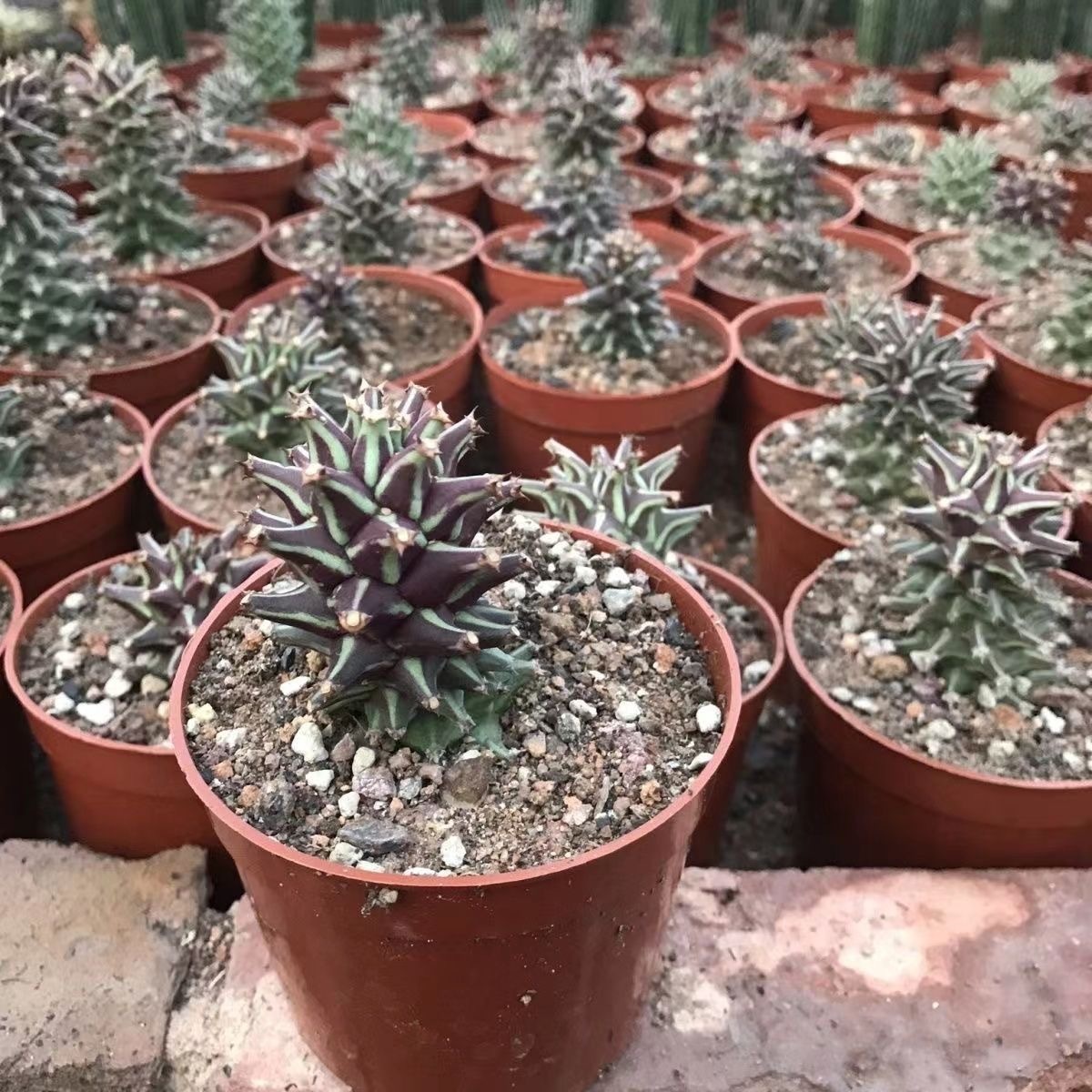 4-10cm Euphorbia guentheri