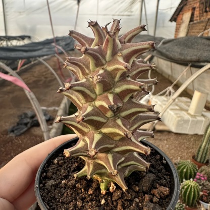 4-10cm Euphorbia guentheri