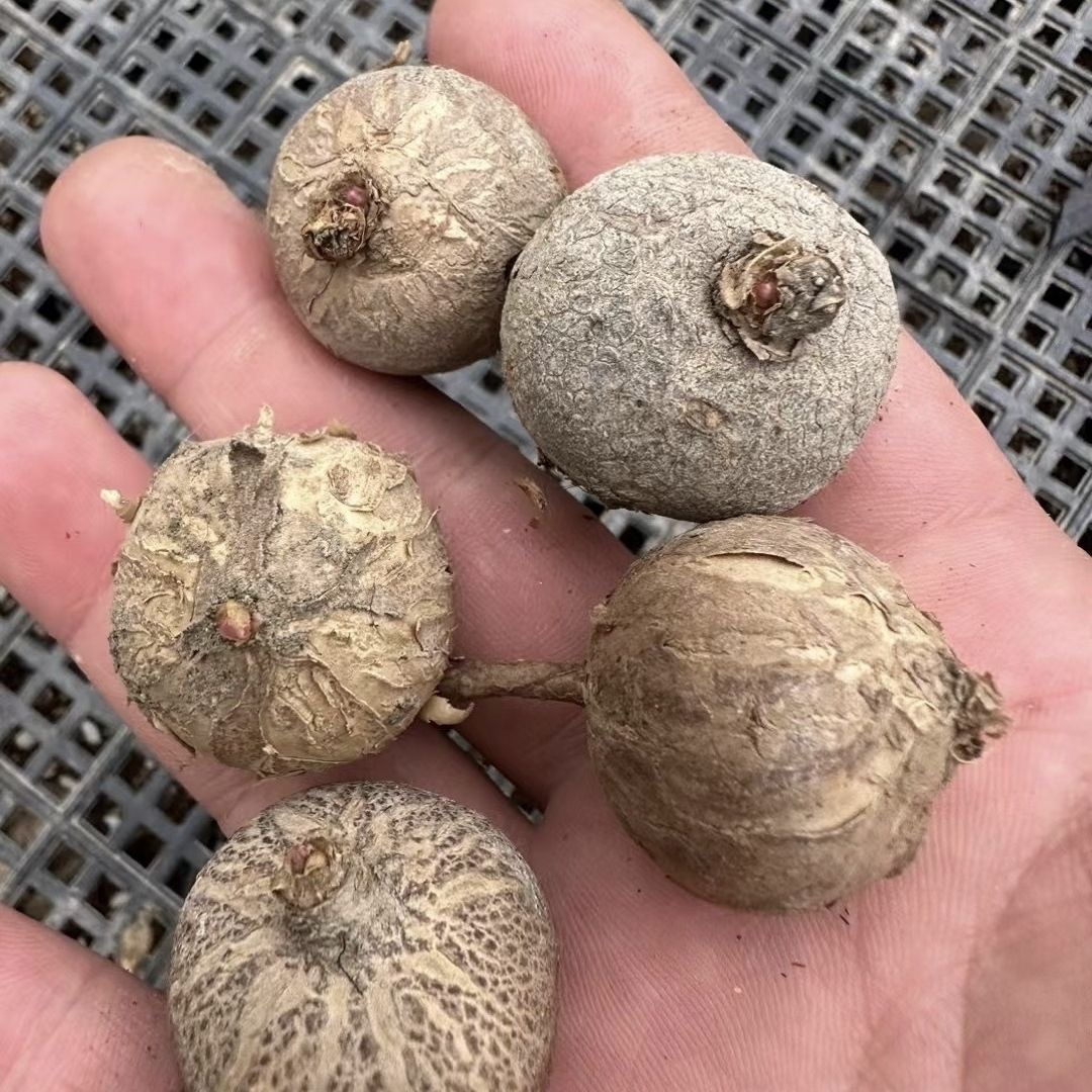 2.5-3cm Euphorbia fischeriana