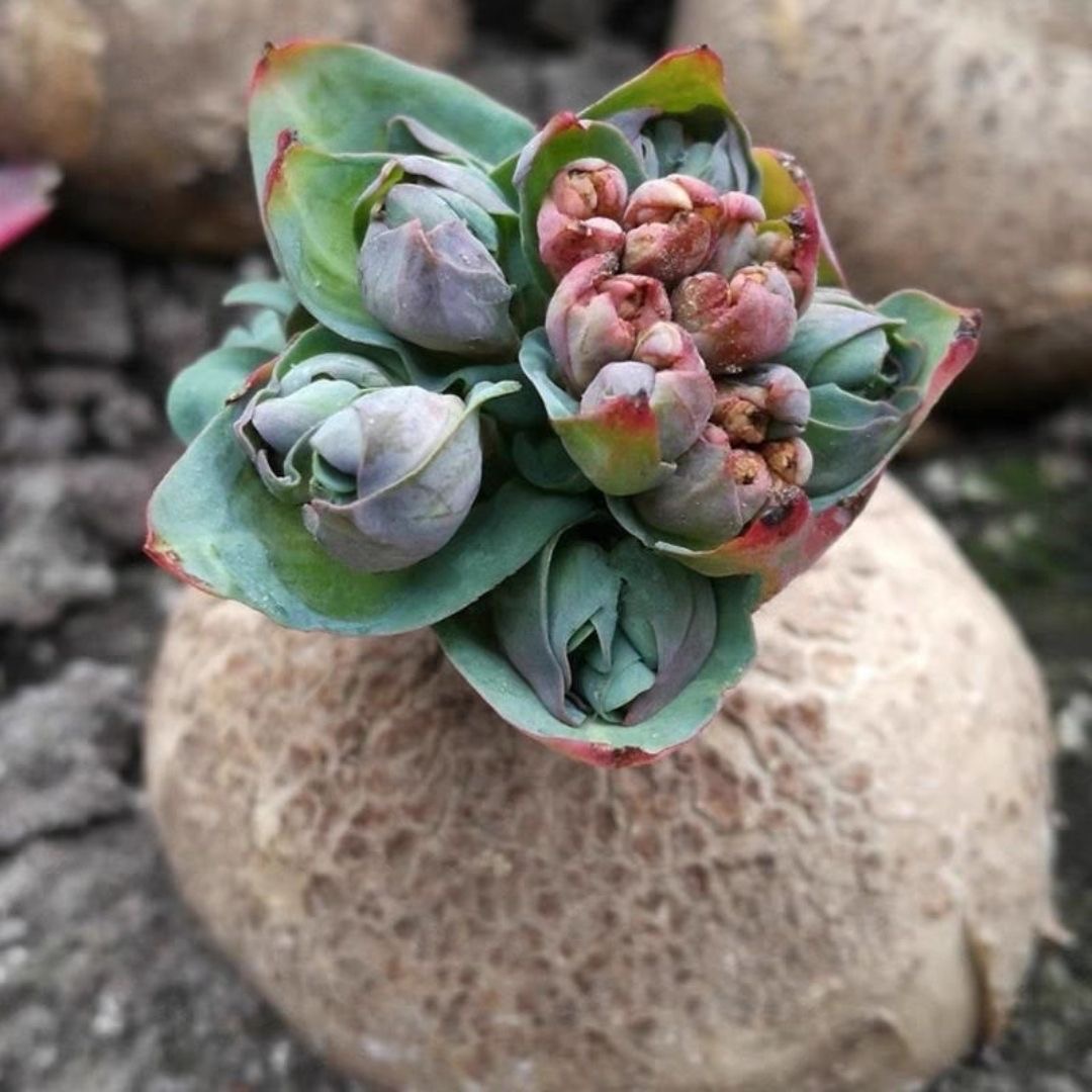 2.5-3cm Euphorbia fischeriana