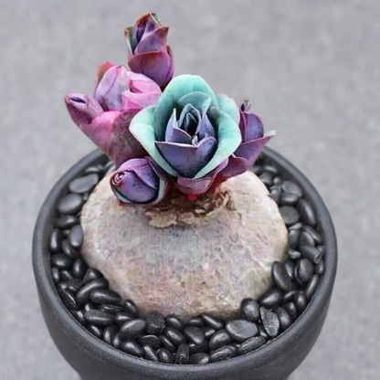 2.5-3cm Euphorbia fischeriana