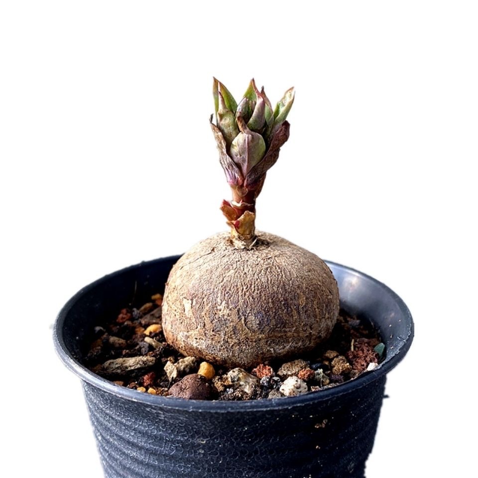 2.5-3cm Euphorbia fischeriana