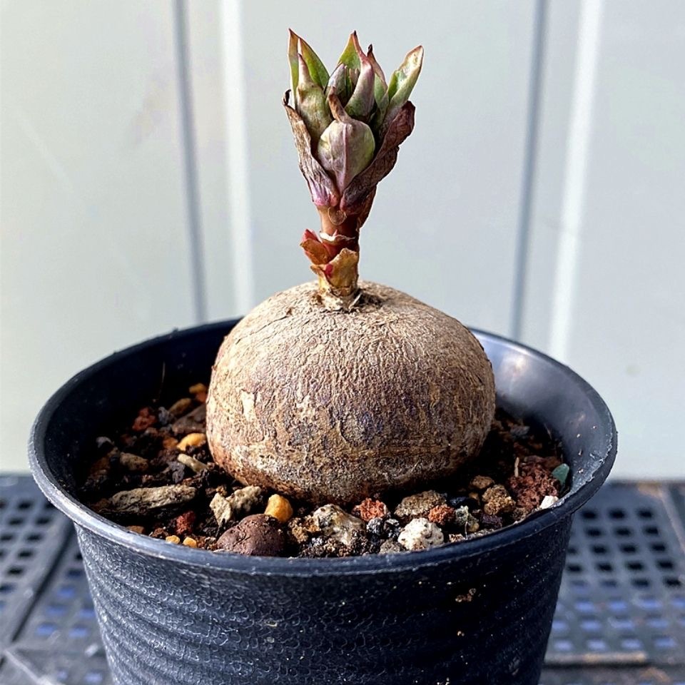 2.5-3cm Euphorbia fischeriana