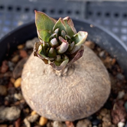 2.5-3cm Euphorbia fischeriana