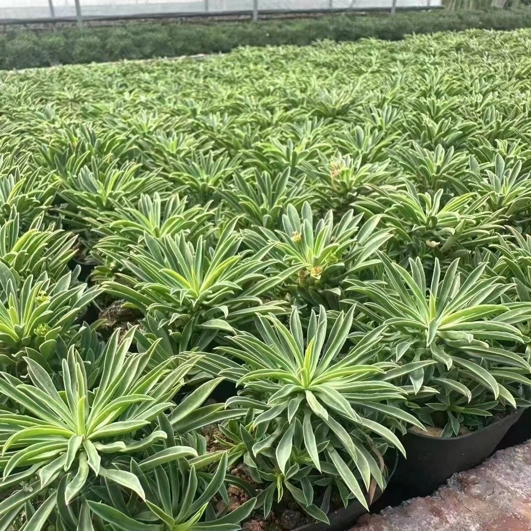 8-10cm Euphorbia bupleurifolia 