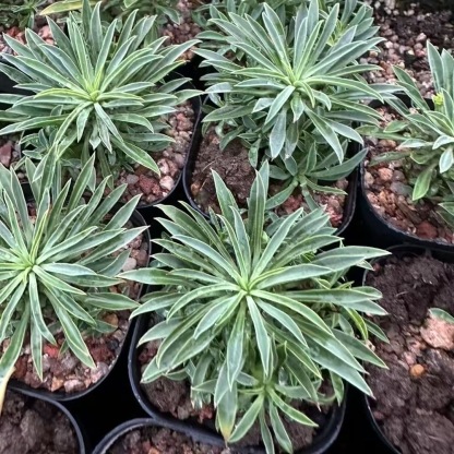 8-10cm Euphorbia bupleurifolia 