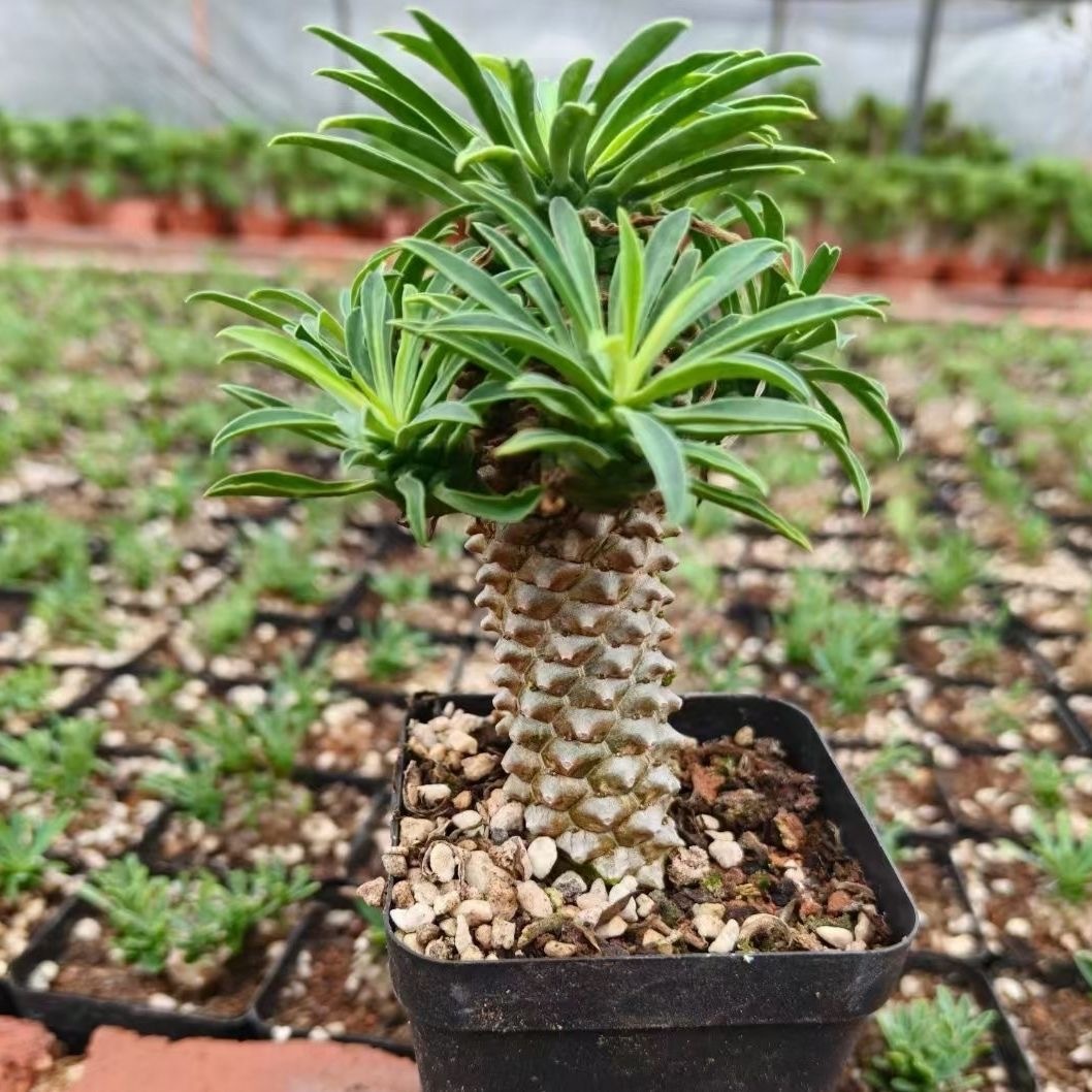 8-10cm Euphorbia bupleurifolia 