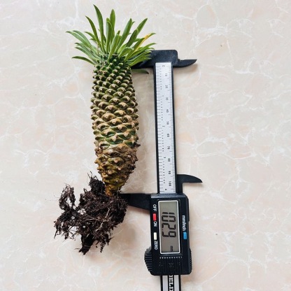 8-10cm Euphorbia bupleurifolia 