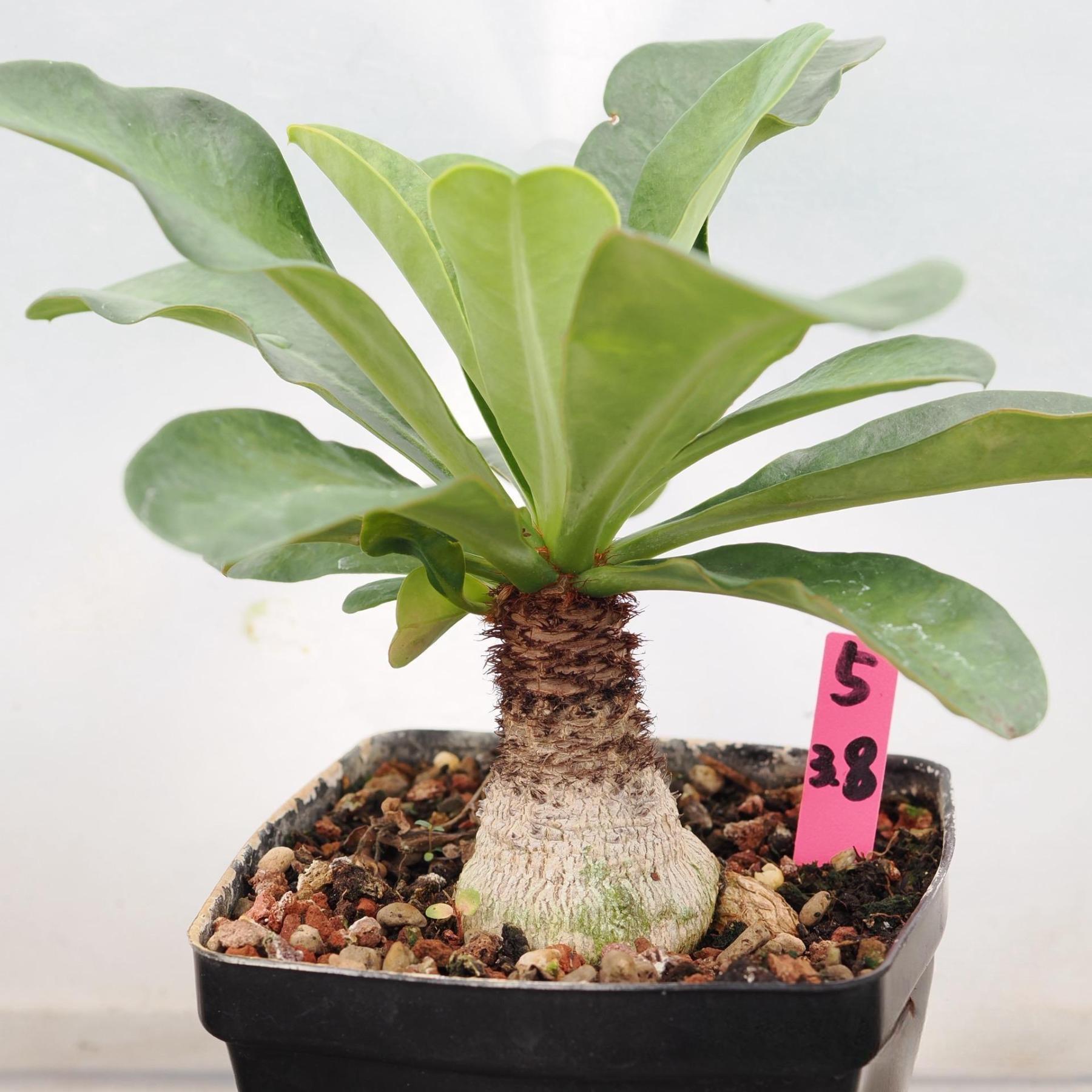 2.5-3cm Euphorbia Ramena