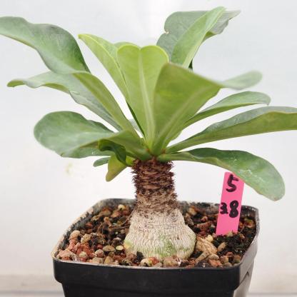 2.5-3cm Euphorbia Ramena