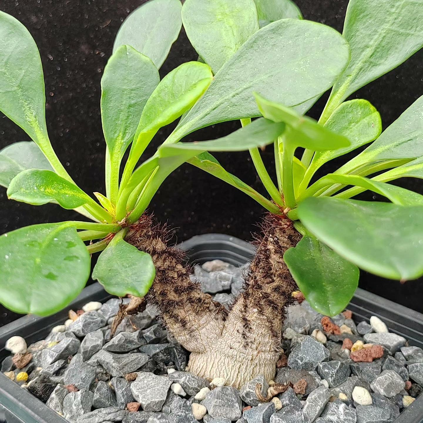 2.5-3cm Euphorbia Ramena