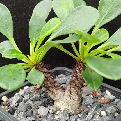 2.5-3cm Euphorbia Ramena