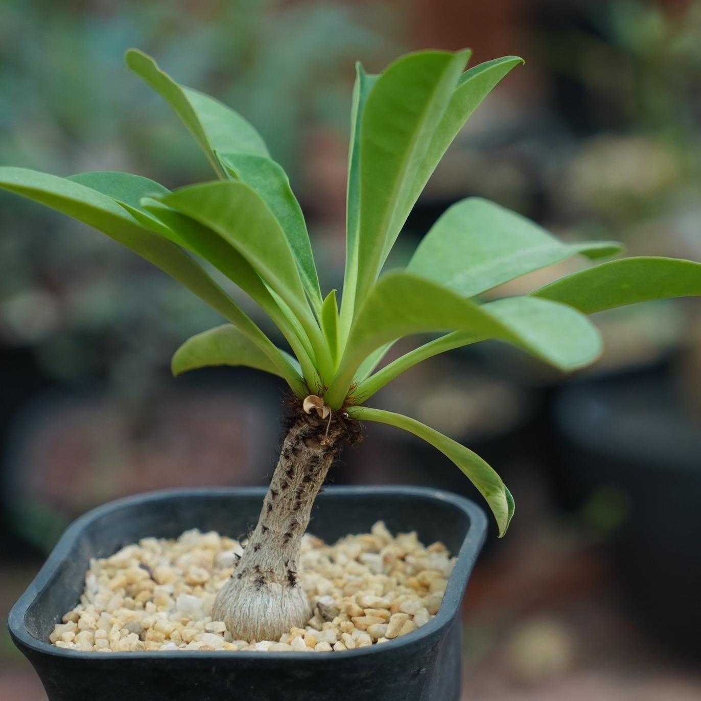 2.5-3cm Euphorbia Ramena