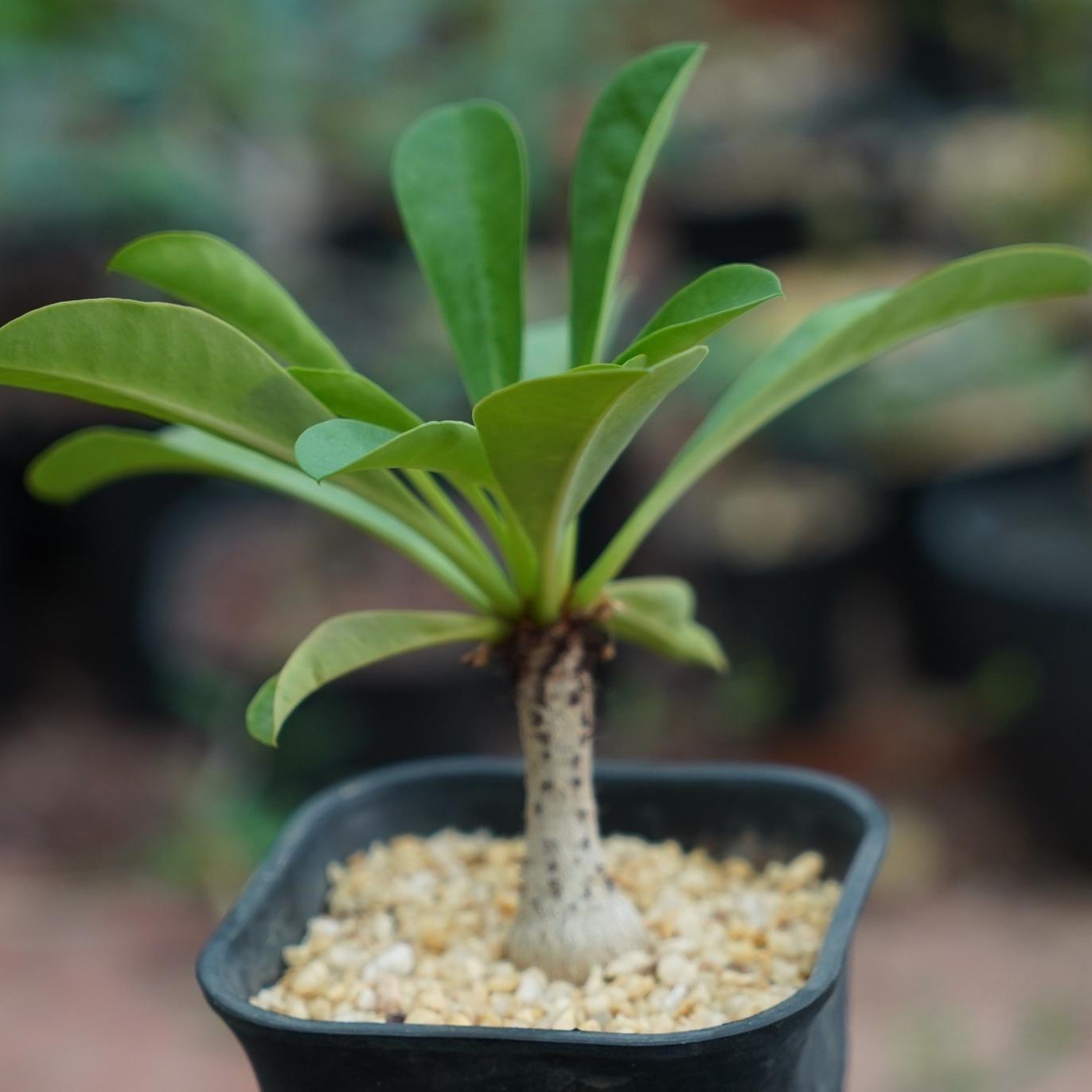 2.5-3cm Euphorbia Ramena