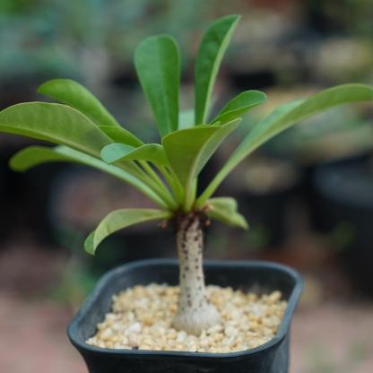 2.5-3cm Euphorbia Ramena