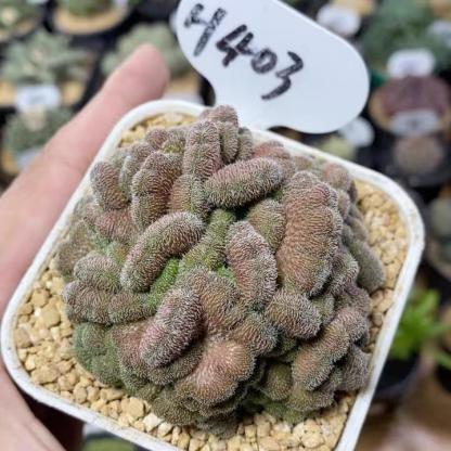 5-10cm Mammillaria compressa cv. Yokan