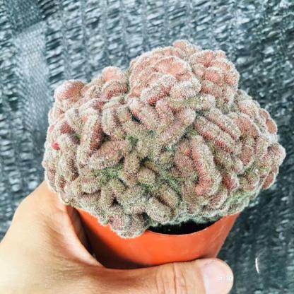 5-10cm Mammillaria compressa cv. Yokan