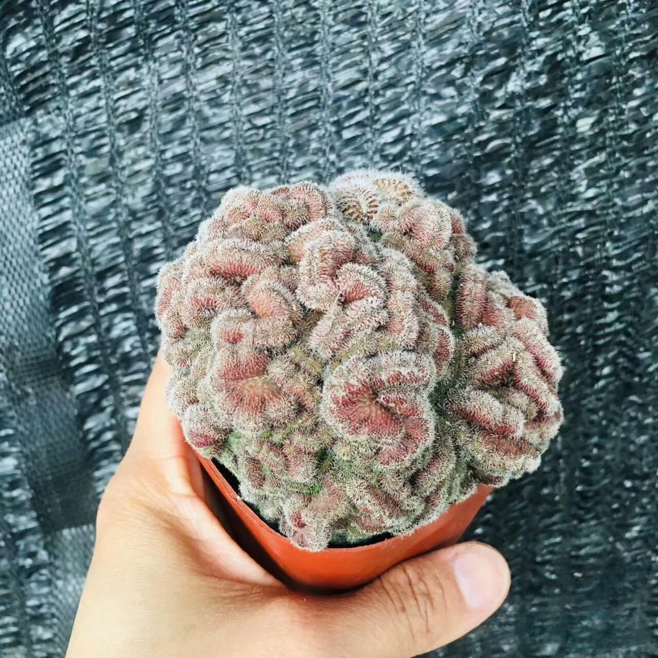 5-10cm Mammillaria compressa cv. Yokan