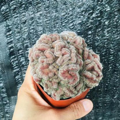 5-10cm Mammillaria compressa cv. Yokan